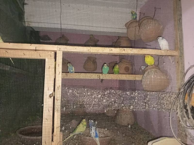 Australian parrot pair RS750 9