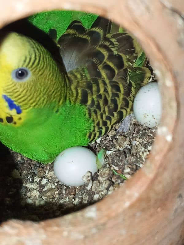 Australian parrot pair RS750 10