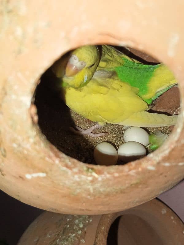 Australian parrot pair RS750 11