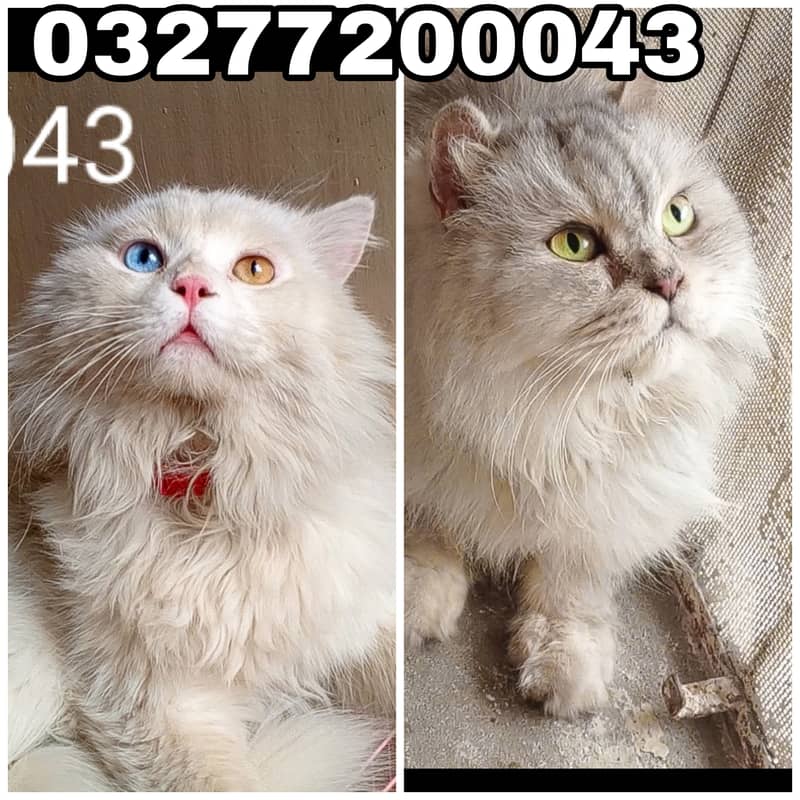 Pure pershion punch face Tripple coated odd eyes breeder pair 0