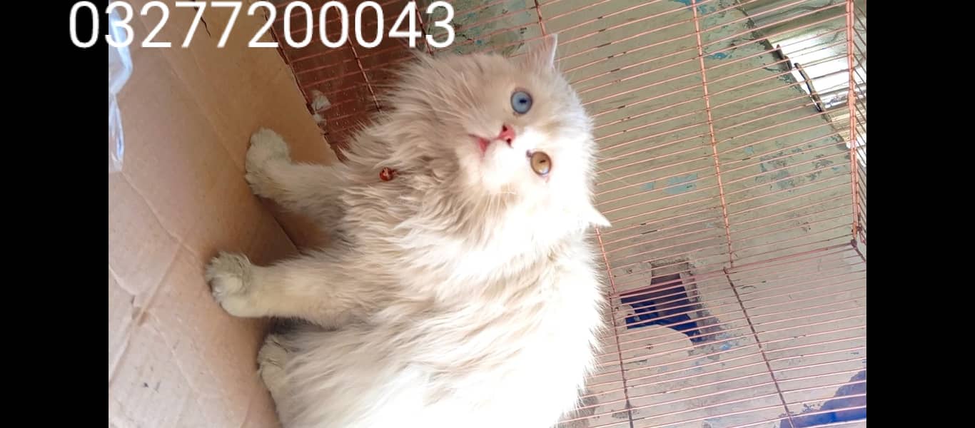 Pure pershion punch face Tripple coated odd eyes breeder pair 3