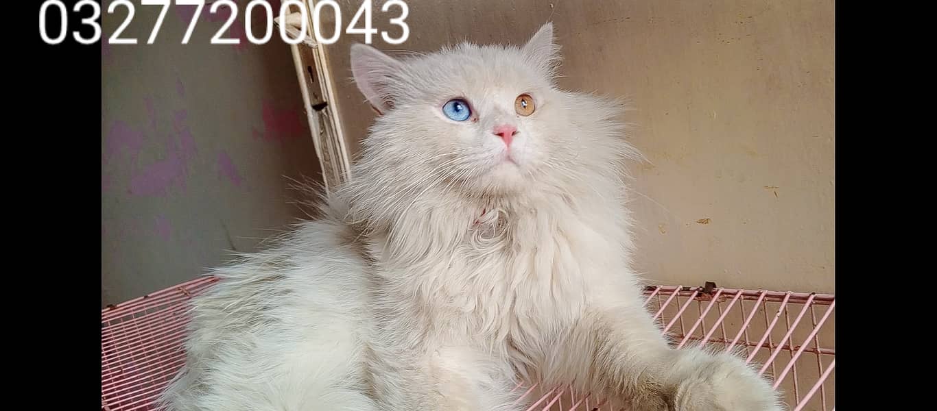 Pure pershion punch face Tripple coated odd eyes breeder pair 5