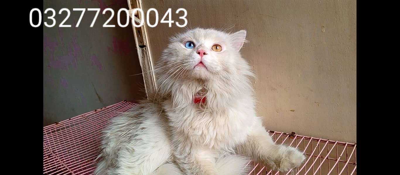 Pure pershion punch face Tripple coated odd eyes breeder pair 7