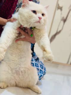 persian