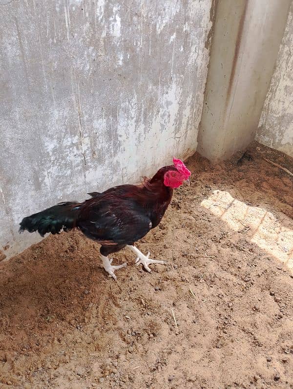 Healthy Aseel Sindhi Rooster with 2 Active Sindhi Hens 5