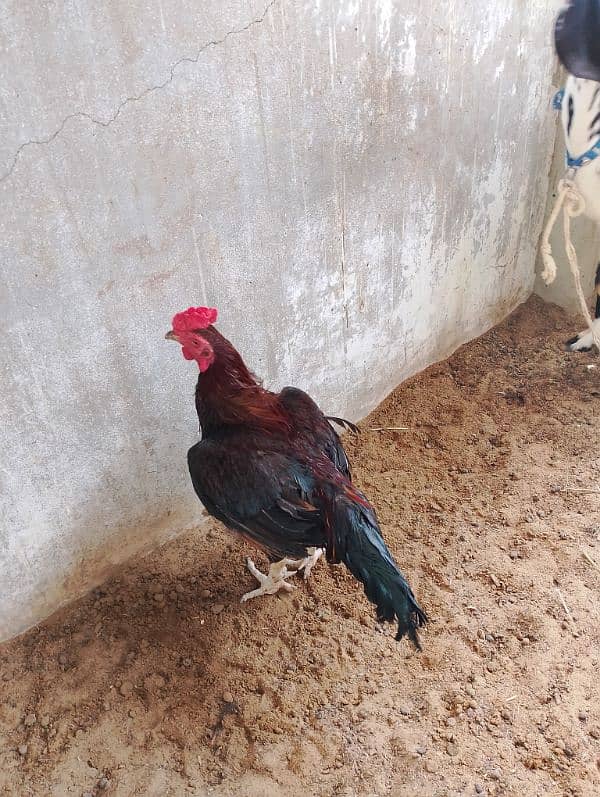 Healthy Aseel Sindhi Rooster with 2 Active Sindhi Hens 6