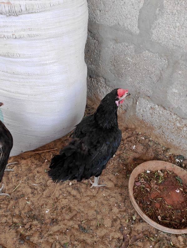 Healthy Aseel Sindhi Rooster with 2 Active Sindhi Hens 7