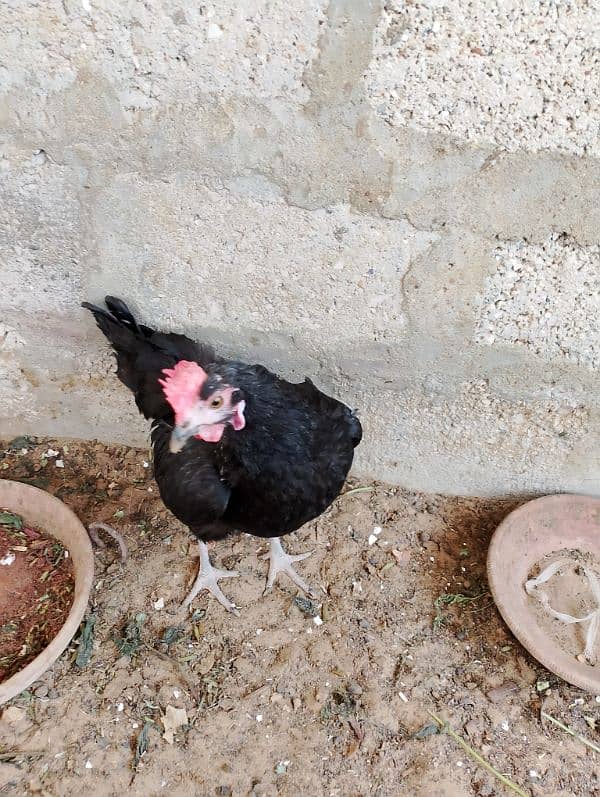 Healthy Aseel Sindhi Rooster with 2 Active Sindhi Hens 8
