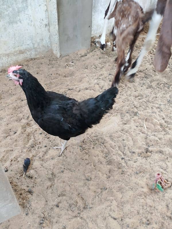 Healthy Aseel Sindhi Rooster with 2 Active Sindhi Hens 9