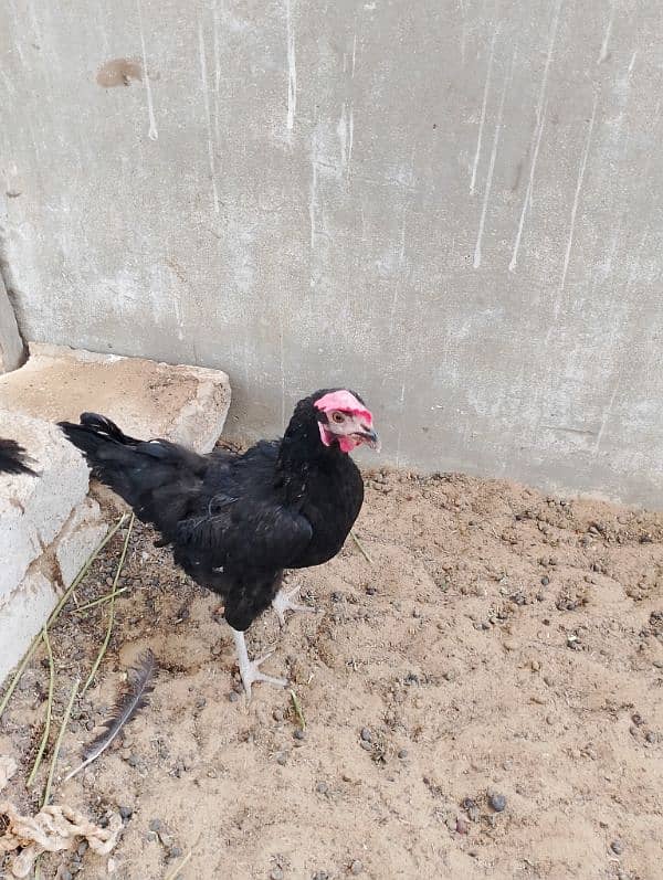 Healthy Aseel Sindhi Rooster with 2 Active Sindhi Hens 11