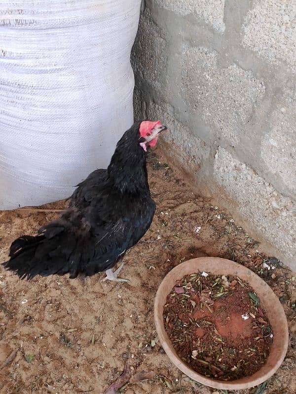 Healthy Aseel Sindhi Rooster with 2 Active Sindhi Hens 12