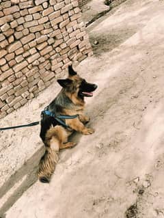 German shepherd