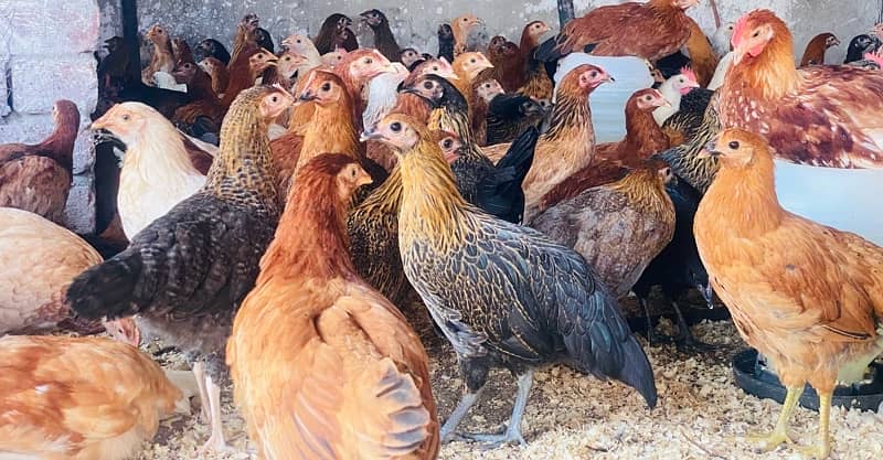 Golden Misri PATHI |Murgi|Desi Golden chuzay pathian hens | chicks 0