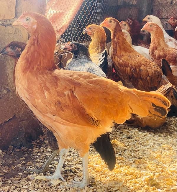 Golden Misri PATHI |Murgi|Desi Golden chuzay pathian hens | chicks 1