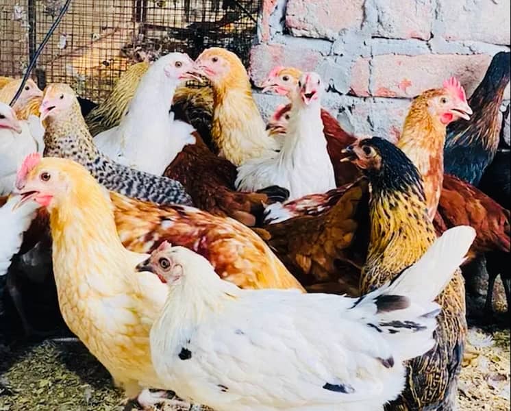 Golden Misri PATHI |Murgi|Desi Golden chuzay pathian hens | chicks 2