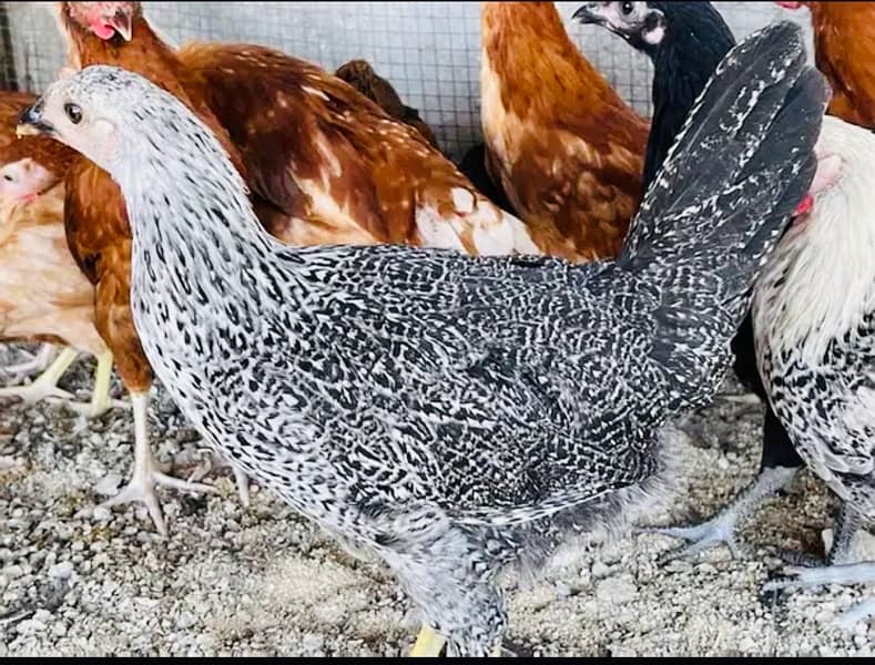 Golden Misri PATHI |Murgi|Desi Golden chuzay pathian hens | chicks 3