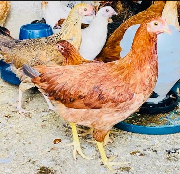 Golden Misri PATHI |Murgi|Desi Golden chuzay pathian hens | chicks 5