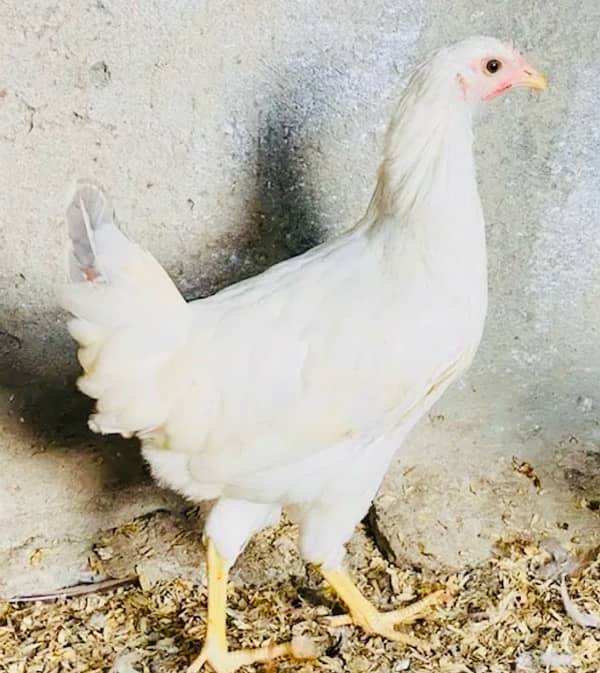 Golden Misri PATHI |Murgi|Desi Golden chuzay pathian hens | chicks 6