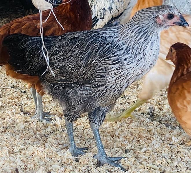Golden Misri PATHI |Murgi|Desi Golden chuzay pathian hens | chicks 8