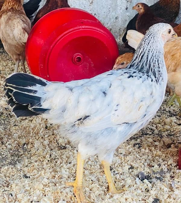 Golden Misri PATHI |Murgi|Desi Golden chuzay pathian hens | chicks 9