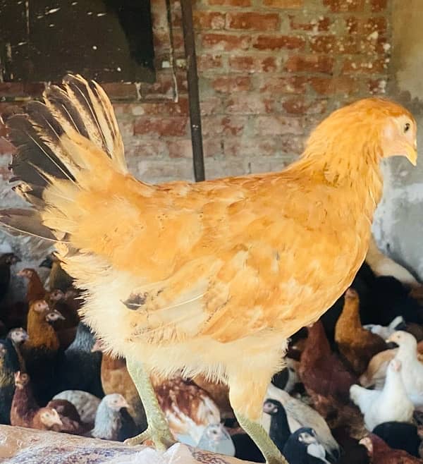 Golden Misri PATHI |Murgi|Desi Golden chuzay pathian hens | chicks 10