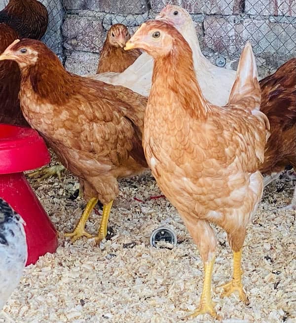 Golden Misri PATHI |Murgi|Desi Golden chuzay pathian hens | chicks 11