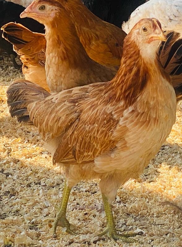 Golden Misri PATHI |Murgi|Desi Golden chuzay pathian hens | chicks 12