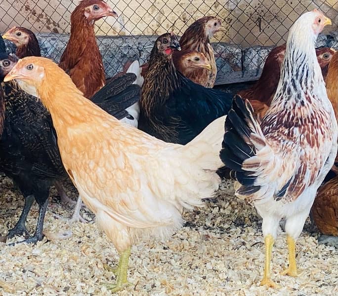 Golden Misri PATHI |Murgi|Desi Golden chuzay pathian hens | chicks 13