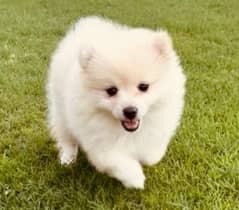 Pomeranian