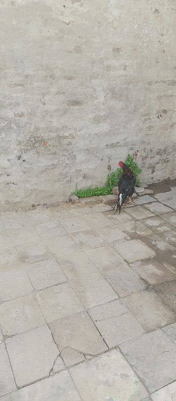 Aseel murgh For sale 0