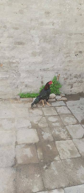 Aseel murgh For sale 2