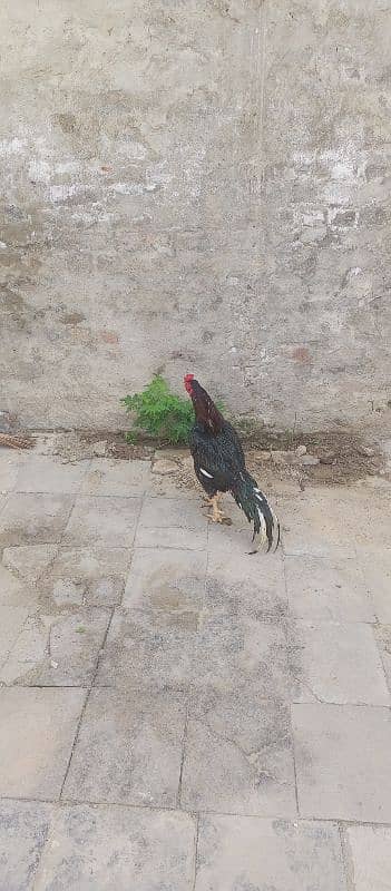 Aseel murgh For sale 3