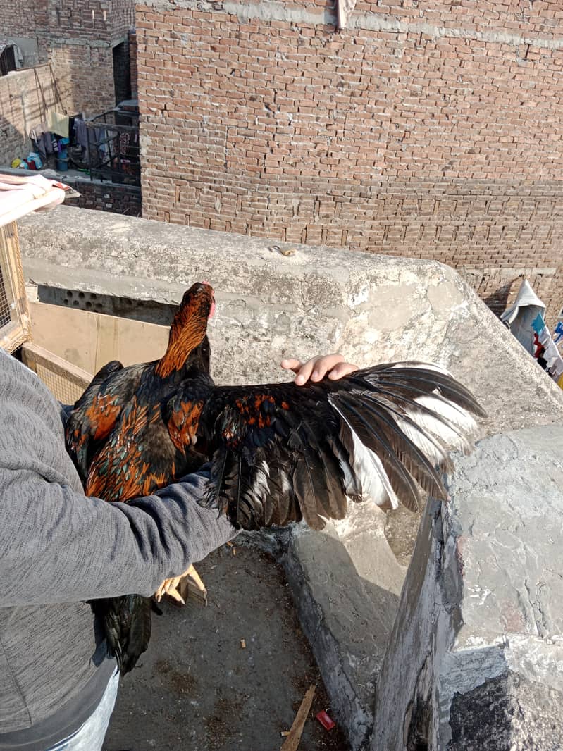 Aseel high Quality Chicks & Fertile Eggs Available 6