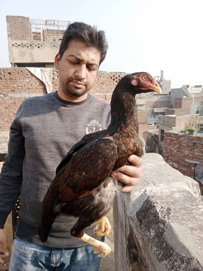 Aseel high Quality Chicks & Fertile Eggs Available 11