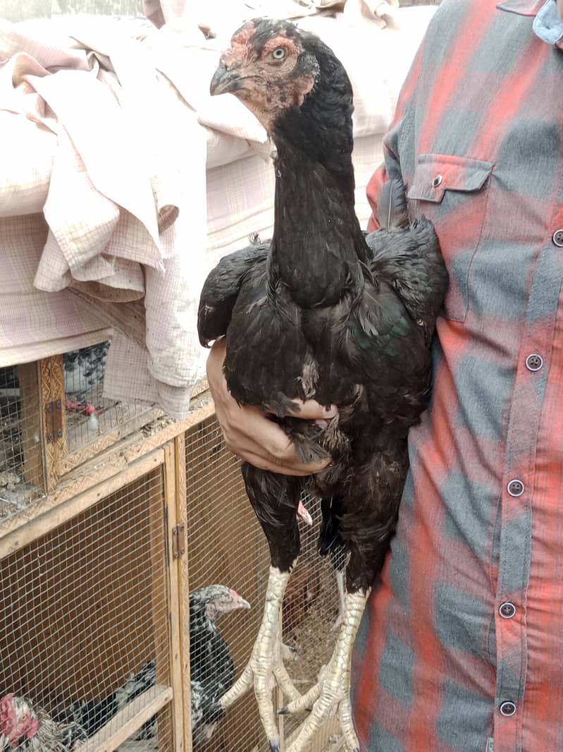 Aseel high Quality Chicks & Fertile Eggs Available 15