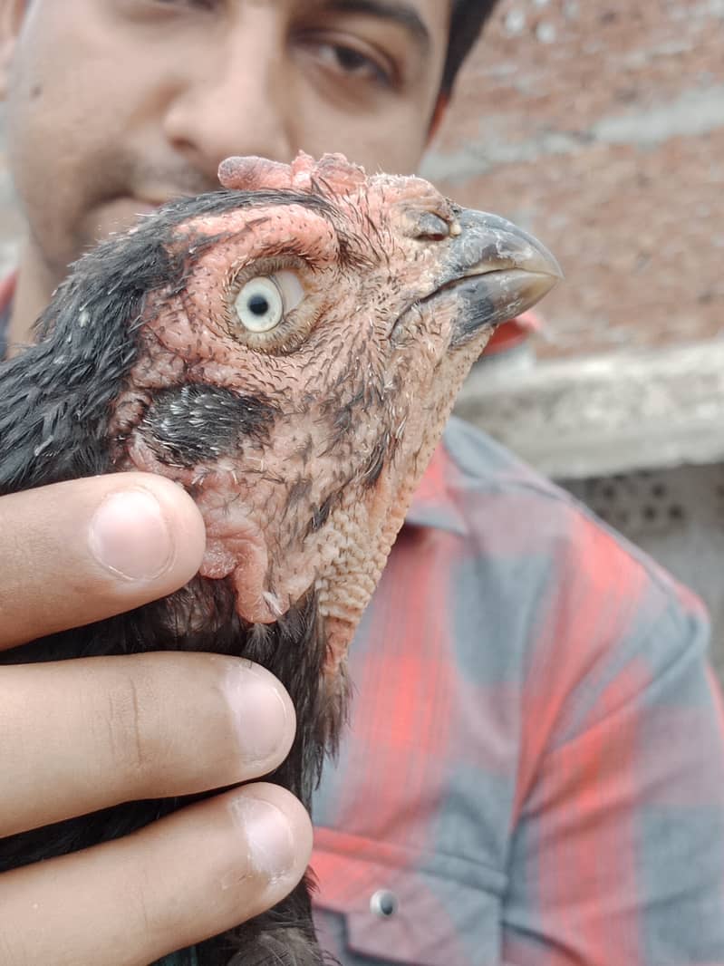 Aseel high Quality Chicks & Fertile Eggs Available 16