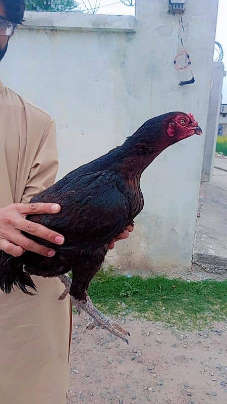 Aseel Madi for sale 2