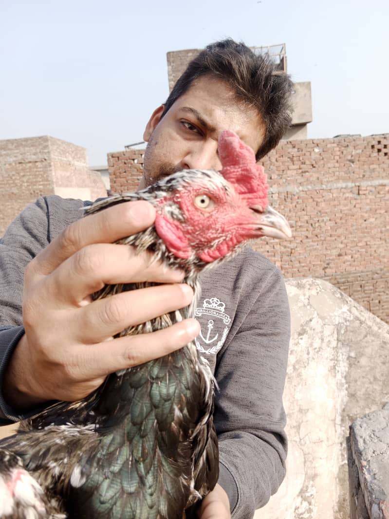 Aseel high Quality Chicks & Fertile Eggs Available 0