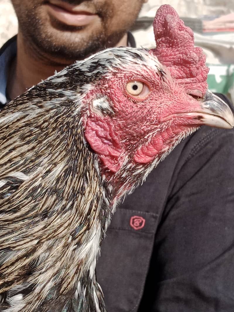 Aseel high Quality Chicks & Fertile Eggs Available 1