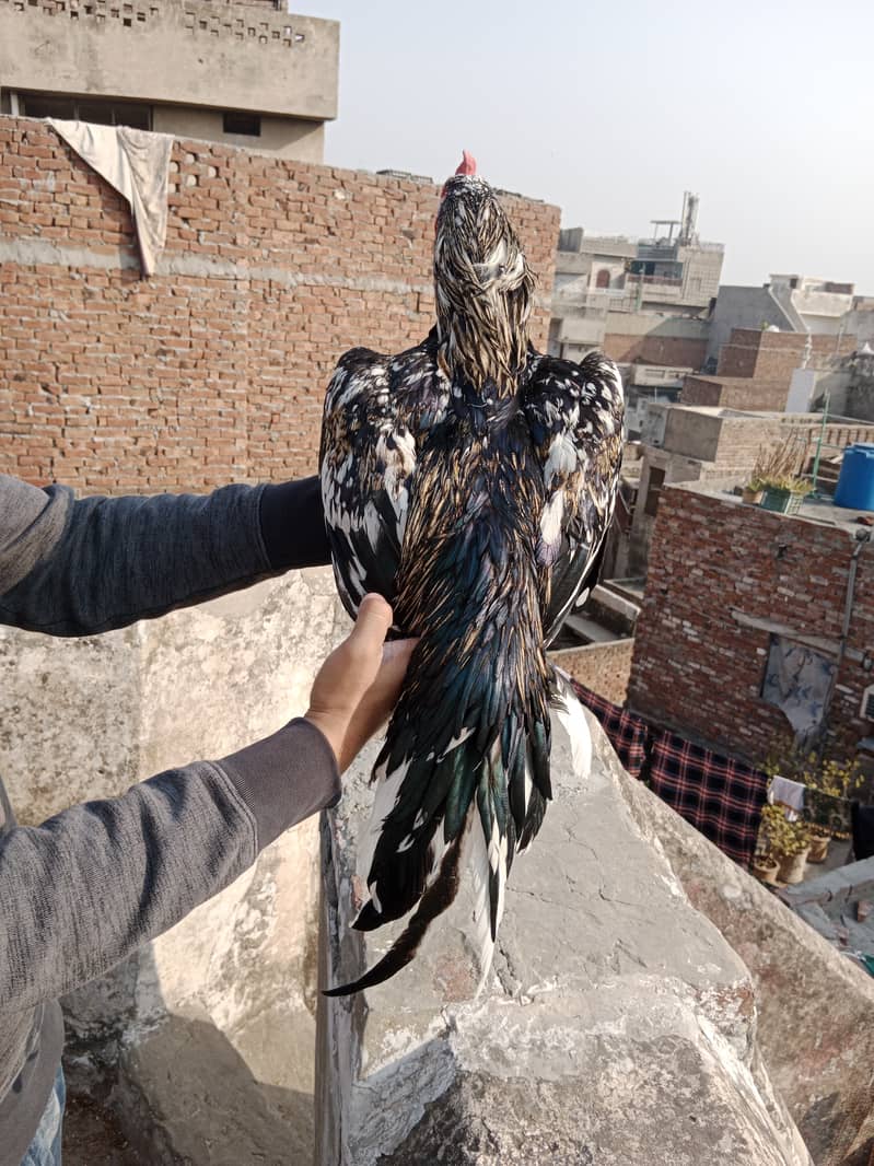 Aseel high Quality Chicks & Fertile Eggs Available 3