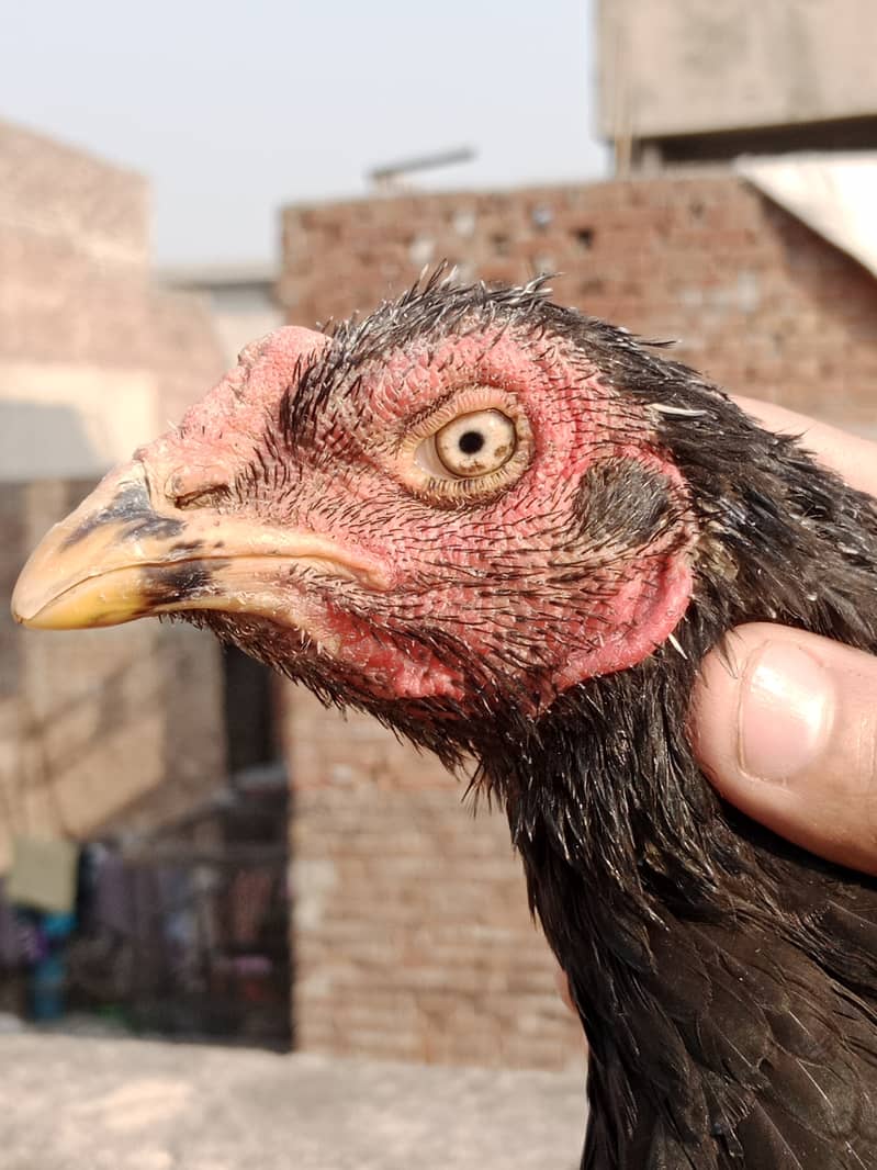 Aseel high Quality Chicks & Fertile Eggs Available 4