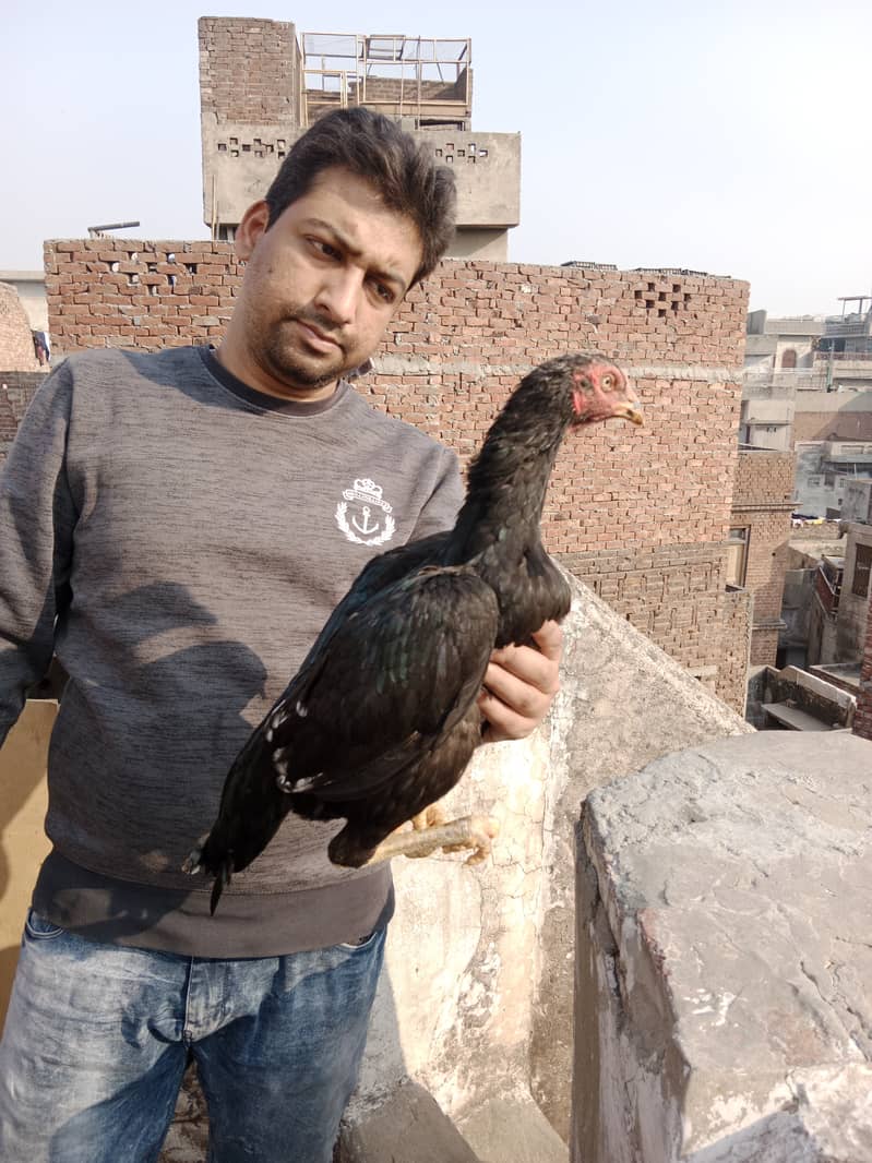 Aseel high Quality Chicks & Fertile Eggs Available 5