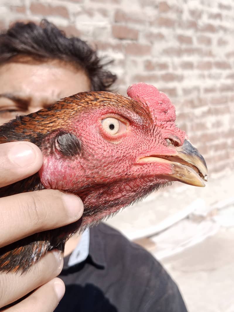 Aseel high Quality Chicks & Fertile Eggs Available 7