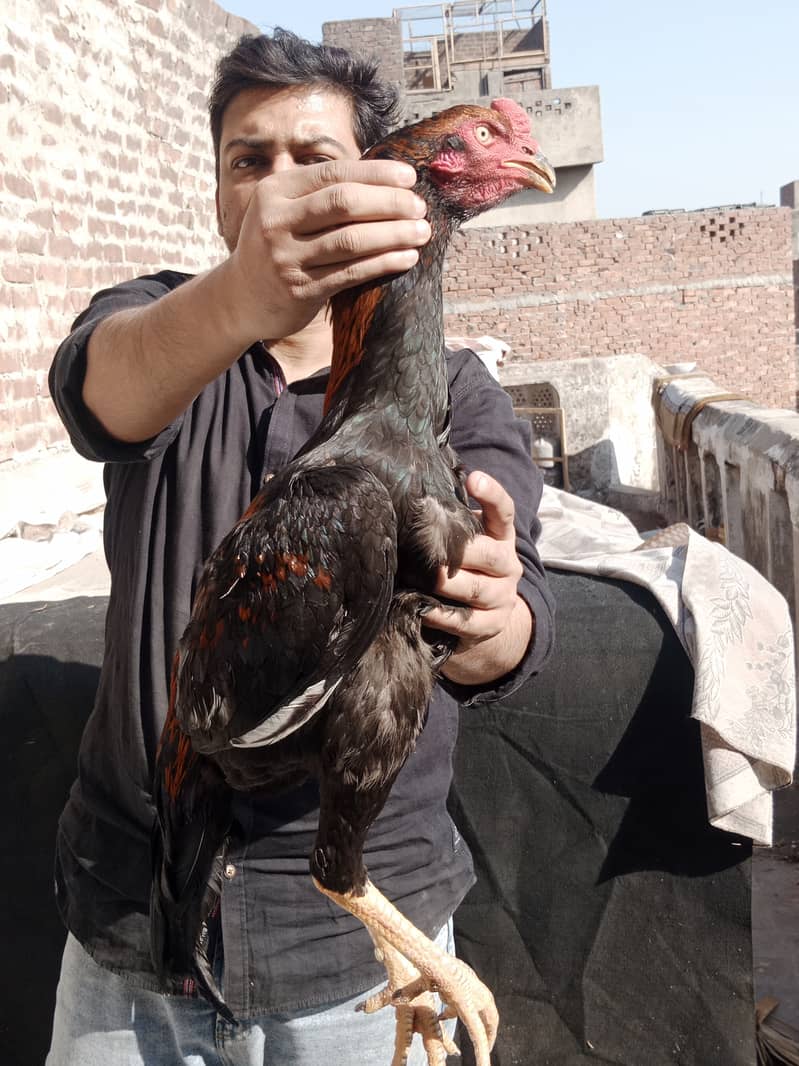 Aseel high Quality Chicks & Fertile Eggs Available 8