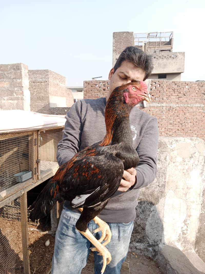 Aseel high Quality Chicks & Fertile Eggs Available 9