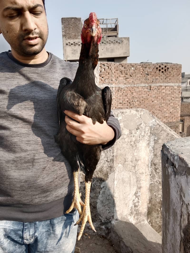Aseel high Quality Chicks & Fertile Eggs Available 10