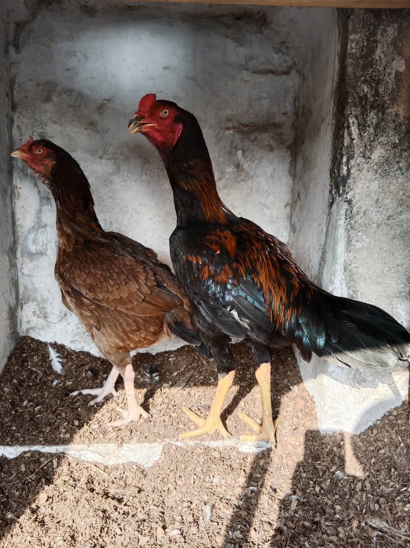 Aseel high Quality Chicks & Fertile Eggs Available 11