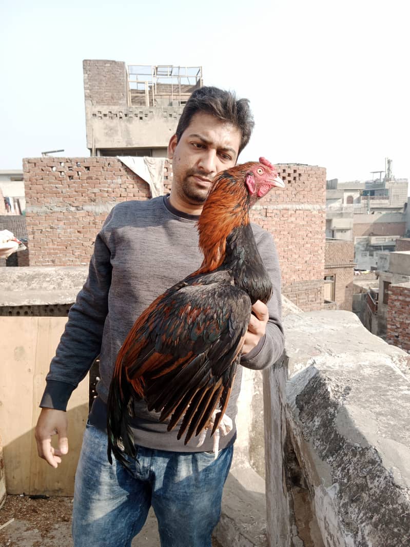 Aseel high Quality Chicks & Fertile Eggs Available 13