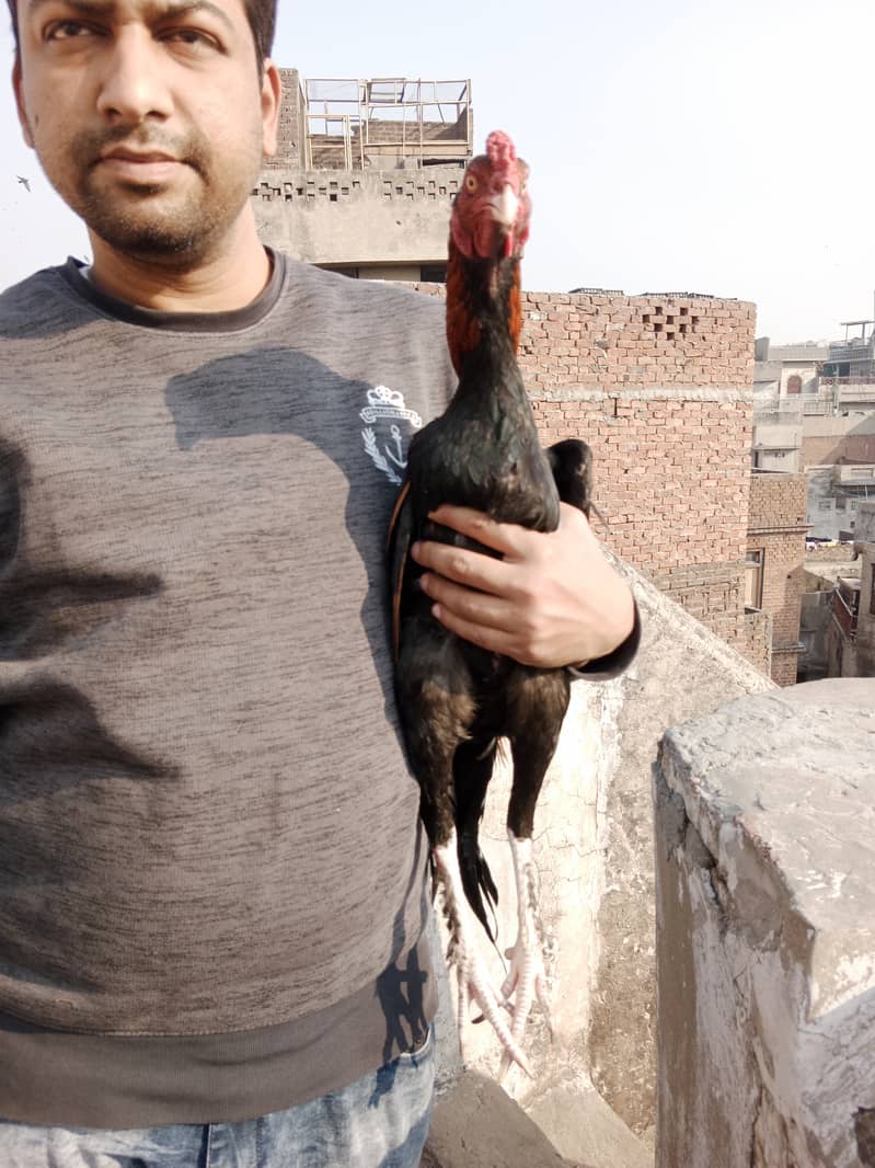 Aseel high Quality Chicks & Fertile Eggs Available 14