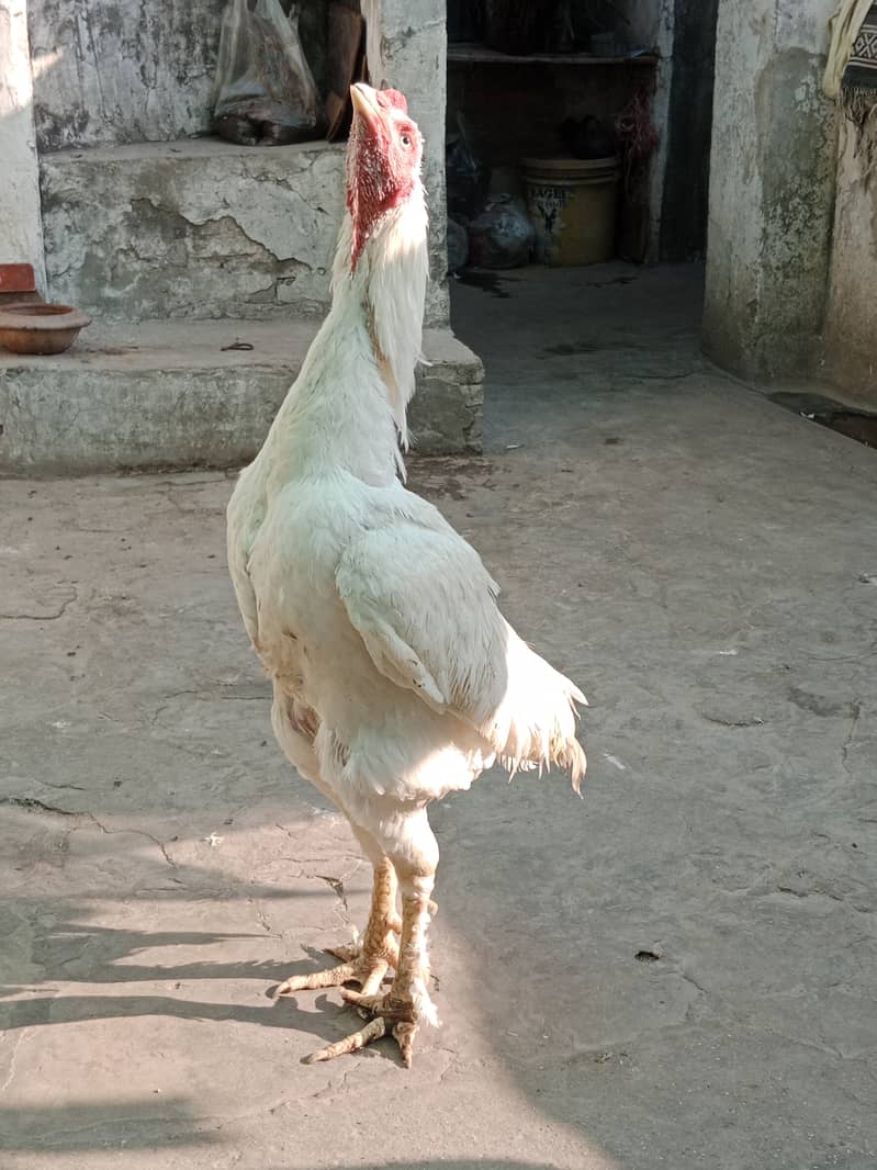Aseel high Quality Chicks & Fertile Eggs Available 16